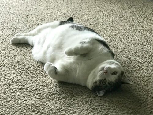 A very good chonker